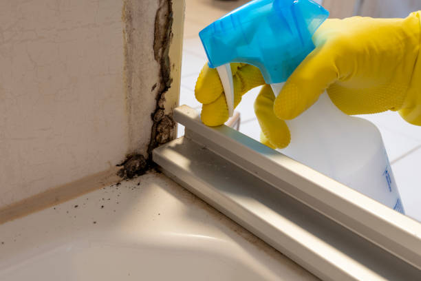 Best Affordable Mold Removal  in University Heights, IA