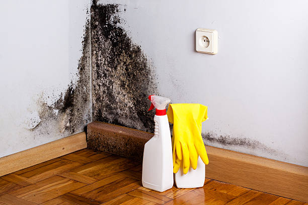 Trusted University Heights, IA Mold Removal Experts