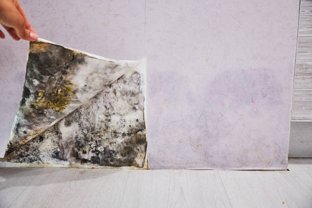 Best Best Mold Removal Companies  in University Heights, IA